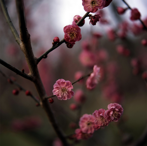 ume.jpg