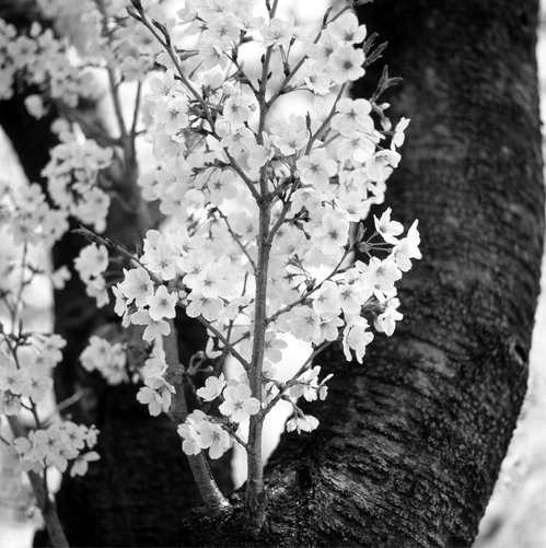 sakura.jpgのサムネール画像