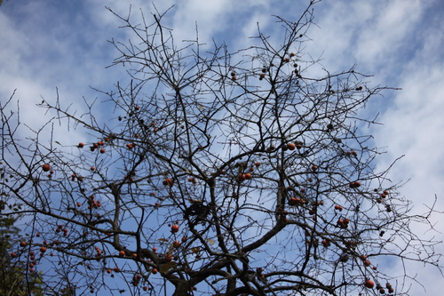 IMG_6837.jpg